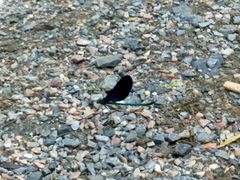 蓝色的蜻蜓-十渡东湖港风景区