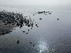 -深圳湾公园(南山区)