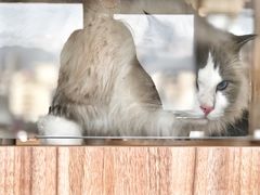 -猫小主咖啡·猫咖cat cafe(福田店)