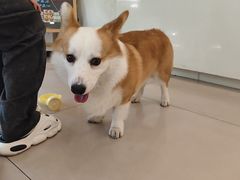 -艾贝尔宠物医院 ·中兽医·宠保定点(北门桥店)