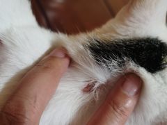 -艾贝尔宠物诊疗