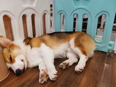 -柯斗斗主题餐厅·狗咖·围炉煮茶·茶饮(国瑞升平里店)