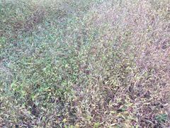 -昆山城市生态森林公园