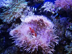 -芜湖新华联大白鲸海洋公园