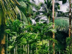 -中国科学院西双版纳热带植物园
