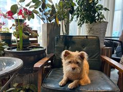 -百好乐宠物友好餐厅(朝外大街店)