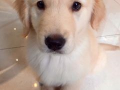 -Oh My Dog宠物沙龙(伊珊娜皮毛护理店)