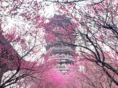 -洋湖国家湿地公园