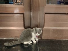 -萌兽医馆·犬猫专科·眼科中心·宠物医院(朝阳门分院)