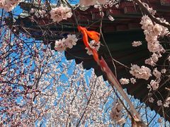 -桃花堤公园
