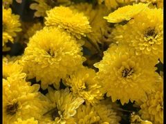 -中国天府农业博览园