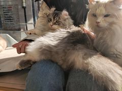 -瞄一喵猫咖(格力海岸店)