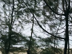 -西涌国际滨海旅游区