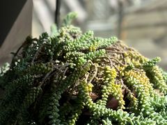 -昕艺咖啡(鼎城国际旗舰店)