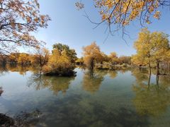 -金塔沙漠胡杨林景区