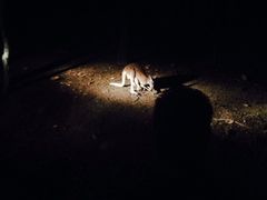 iphone_upload_pic-清迈夜间动物园