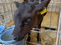 -神户市立六甲山牧场