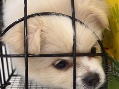 -伟伟宠物医院·CT影像中心·瑞派犬猫综合性门诊(汉口总院)