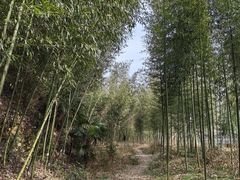 -天目山大树王景区