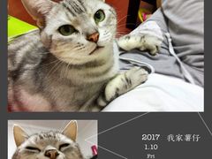 -申普宠物医院·心脏介入·心血管微创(总院)