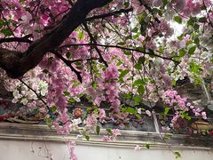 -深圳国际园林花卉博览园