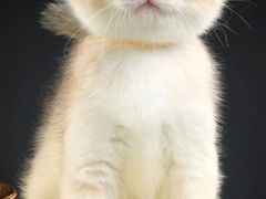 -钦宠·猫咪售卖·洗护·寄养(东圃旗舰店)