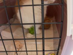 -艾吉宠物医院·疑难杂症转诊中心·猫友好(碧江路院)