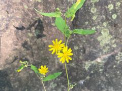 -云岫谷游猎自然风景区