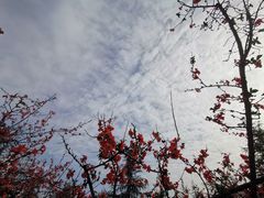 -重庆中央公园(渝北区)