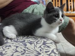 -lincat·猫舍(广州店)