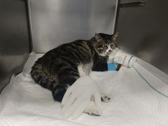 -纳吉亚猫专科动物诊疗中心(蒋宅口分院)