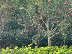 -龙大花卉苗木市场