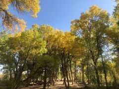 -金塔沙漠胡杨林景区