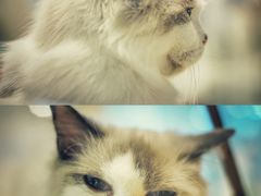 -momokira米努特·德文卷毛猫·棉花面纱犬