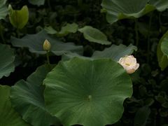 -重元寺香积厨素斋馆