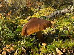 -莫尔道嘎国家森林公园