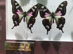 -上海昆虫博物馆