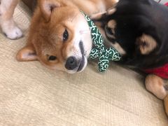 -逗柴咖啡屋·狗咖猫咖宠物桌游
