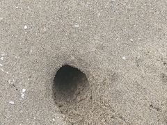 -西澳岛