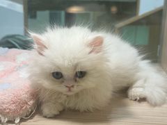 -屋虎猫馆(宝安大仟里店)