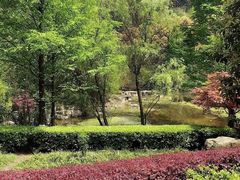 -铁山坪森林公园