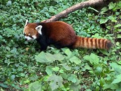 -昆明动物园