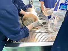 -北京观赏动物医院·24小时大型综合·猫专科·异宠专科