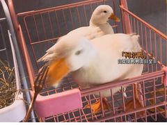 -浣熊柯尔鸭土拨鼠·电玩咖