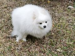 -乐琪宠物医院·犬猫专科·骨外科·急重症