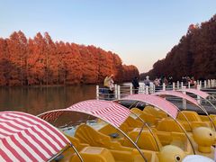 -上海海湾国家森林公园