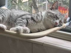 -瑞派天宁宠物医院·猫科·异宠中心