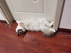 -宠爱国际动物医院· 猫科· 外科·中兽医(长白店)