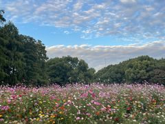 -上海共青森林公园