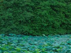 -白塘生态植物园